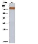 Influenza A H1N1 HA (A/Brevig Mission/1/1918) Antibody in Western Blot (WB)