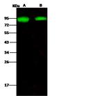 Influenza A H1N1 HA (A/New Caledonia/20/99) Antibody in Western Blot (WB)