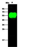 Influenza H9N2 HA1 (A/Chicken/Hong Kong/G9/97) Antibody in Western Blot (WB)