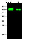 Influenza A H3N2 HA1 (A/Perth/16/2009) Antibody in Western Blot (WB)