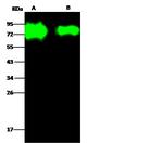 Influenza H3N2 HA1 (A/reassortant/IVR-155(Victoria/210/2009 x Puerto Rico/8/1934)) Antibody in Western Blot (WB)