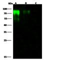 Influenza B HA1 (B/Massachusetts/03/2010) Antibody in Western Blot (WB)