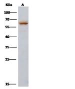 Influenza A H3N2 NP (A/Hong Kong/1/1968) Antibody in Western Blot (WB)