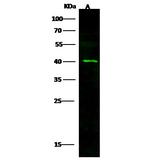 Ebola Virus VP40 (subtype Zaire, strain H.sapiens-wt/GIN/2014/Kissidougou-C15) Antibody in Western Blot (WB)