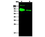 Influenza B HA (B/Florida/4/2006) Antibody in Western Blot (WB)