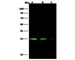 HIV1 p24 Antibody in Western Blot (WB)