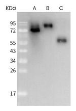 SARS/SARS-CoV-2 Coronavirus Spike Protein (subunit 1) Antibody in Western Blot (WB)