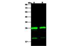 HIV1 p24 (group M, subtype D, strain NDK) Antibody in Western Blot (WB)