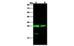 HIV1 p24 (group O, strain BCF06) Antibody in Western Blot (WB)