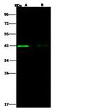 West Nile Virus Envelope (lineage 1, strain NY99) Antibody in Western Blot (WB)