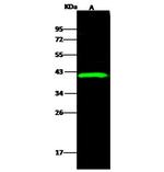 Ebola Virus VP40 (subtype Sudan, strain Gulu) Antibody in Western Blot (WB)