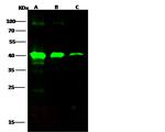 Ebola Virus VP40 (subtype Bundibugyo, strain Uganda 2007) Antibody in Western Blot (WB)