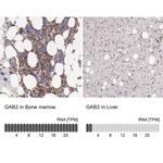 GAB2 Antibody