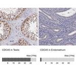 Cdc45L Antibody