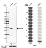 HMOX1 Antibody