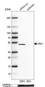 VRK1 Antibody