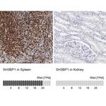 SH3BP1 Antibody