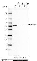 HSPA2 Antibody