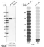 STAT1 Antibody