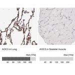 AOC3 Antibody