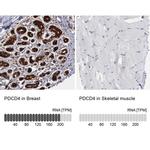 PDCD4 Antibody