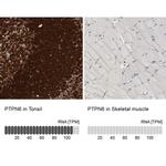 SHP-1 Antibody