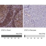 STX7 Antibody