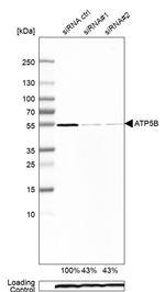 ATP Synthase beta Antibody