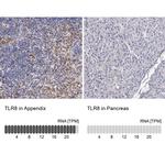 TLR8 Antibody