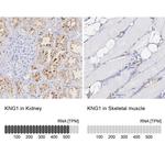 Kininogen 1 Antibody