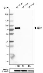 SOX9 Antibody