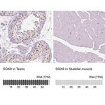 SOX9 Antibody