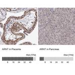 HIF-1 beta Antibody