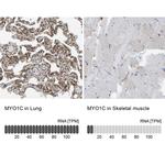 MYO1C Antibody