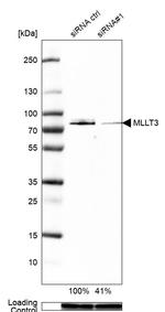 AF9 Antibody