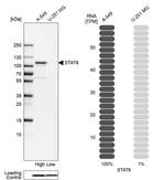 STAT6 Antibody