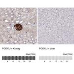 PODXL Antibody