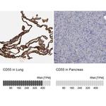 CD55 Antibody