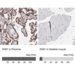 SND1 Antibody