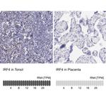 IRF4 Antibody