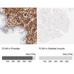 Filamin A Antibody