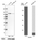 NCAPH Antibody