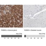 RAB9 Antibody