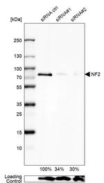 NF2 Antibody