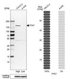 PTK7 Antibody