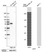 MiTF Antibody