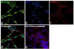 NeuroD1 Antibody in Immunocytochemistry (ICC/IF)