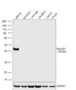 NeuroD1 Antibody