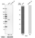 PBX1 Antibody