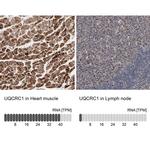 UQCRC1 Antibody